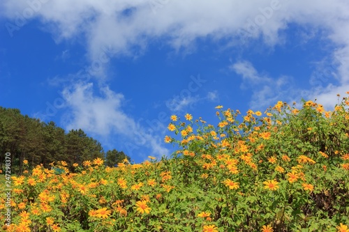 Beautiful mexican sunflower on the mountains in Thailand