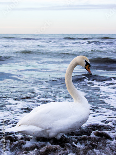 Fototapeta Naklejka Na Ścianę i Meble -  White, graceful swan stands in the sea blue water.