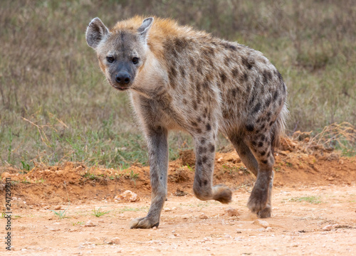 spotted hyena