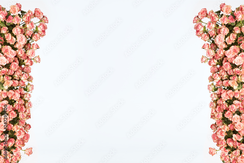 Frame from pink roses on a white background. Valentines day background. Flat lay, copy space. Frame from pink roses on a white background. Valentines day background. Flat lay, copy space.