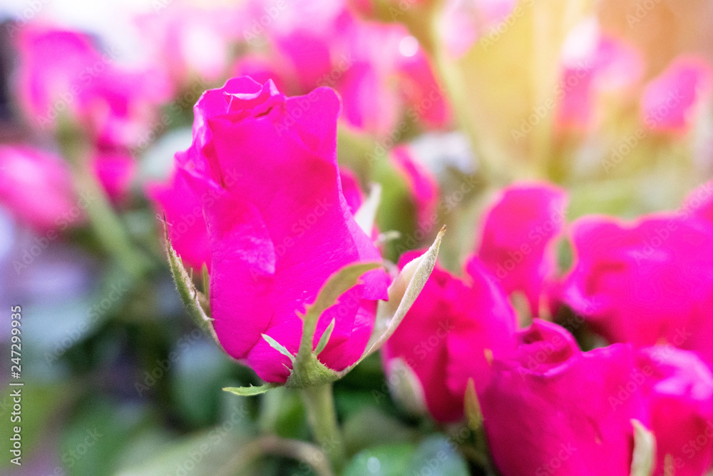 Obraz premium Beautiful bloom rose as a natural in the garden . 