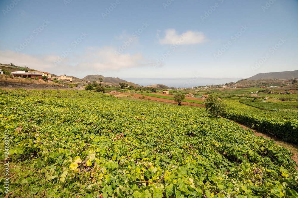 vineyards in Tenerife