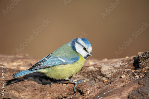 Blue Tit (Cyanistes caeruleus) in the nature protection area Moenchbruch near Frankfurt, Germany. © DirkR