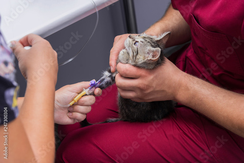 The veterinarian sets the drip catheter kitten
