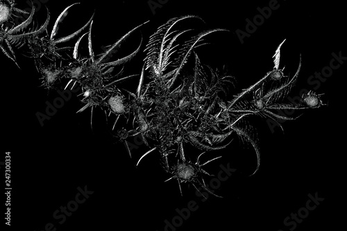Fototapeta Naklejka Na Ścianę i Meble -  ice crystals on black background