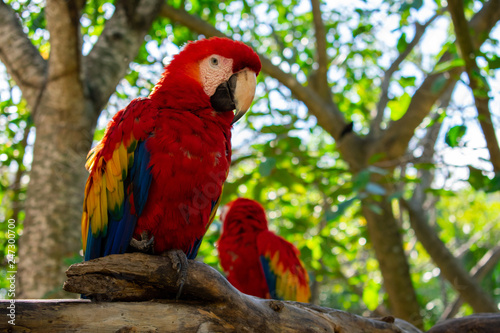 Two Scarlet Macaw (ara macao) birds standing on tree in park in Cancun, Mexico. Animals in wildlife. close up  © Maciej