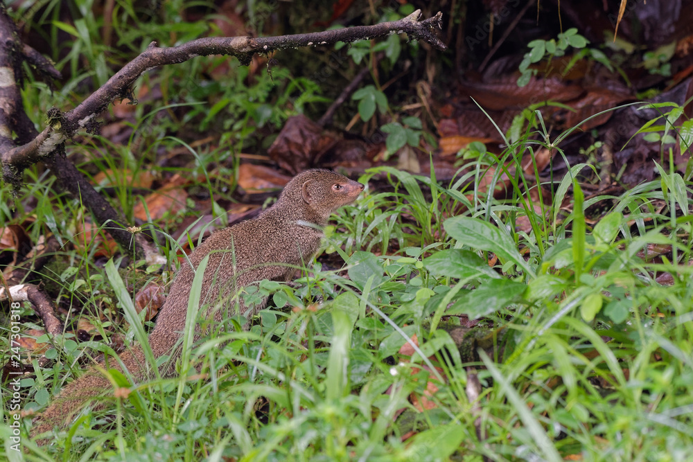 Obraz premium Mangouste