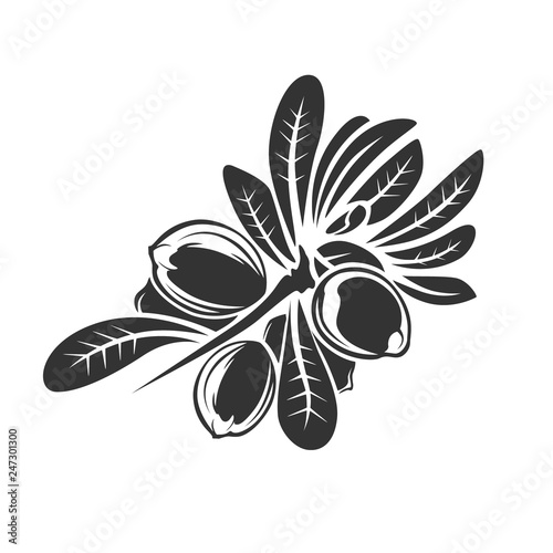 Argan vector drawing. Isolated vintage illustration of nut. Organic essential oil engraved style sketch. Beauty and spa, cosmetic ingredient. Great for label, poster, flyer, packaging design.