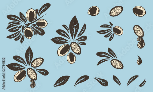 Argan vector drawing. Isolated vintage illustration of nut. Organic essential oil engraved style sketch. Beauty and spa, cosmetic ingredient. Great for label, poster, flyer, packaging design.