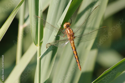 Libelle im Schilf