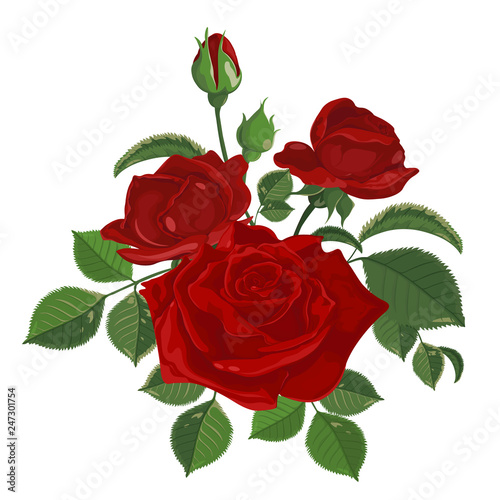 Vector. Rose bouquet. Red flower. Vintage floral background. Watercolor illustration. Rosebud isolated on white. Roses, buds, leaves and flowers. Wedding, birthday, design, template invitation card .