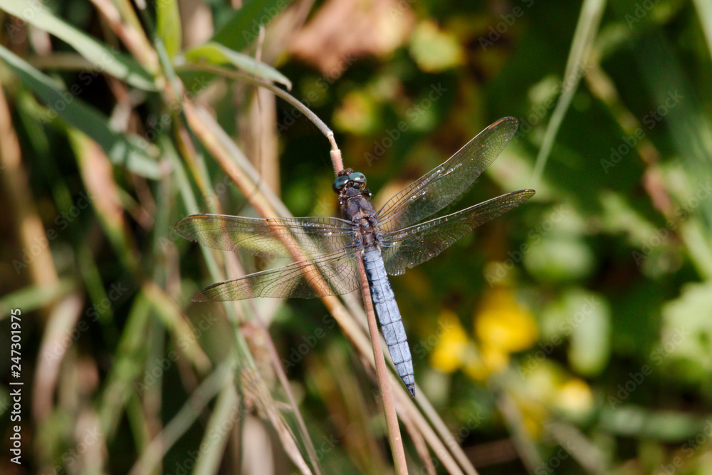 Libelle am Halöm Libelle am Halöm
