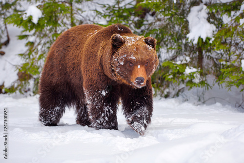 The brown bear (Ursus arctos) in its natural habitat