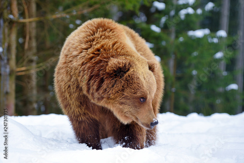 Wild brown bear (Ursus arctos) on the snow