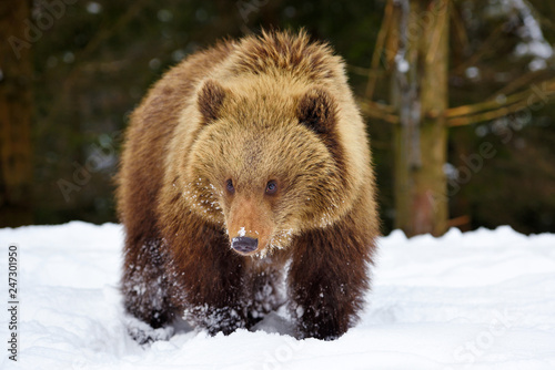 Cute little brown bear on the snow in winter forest