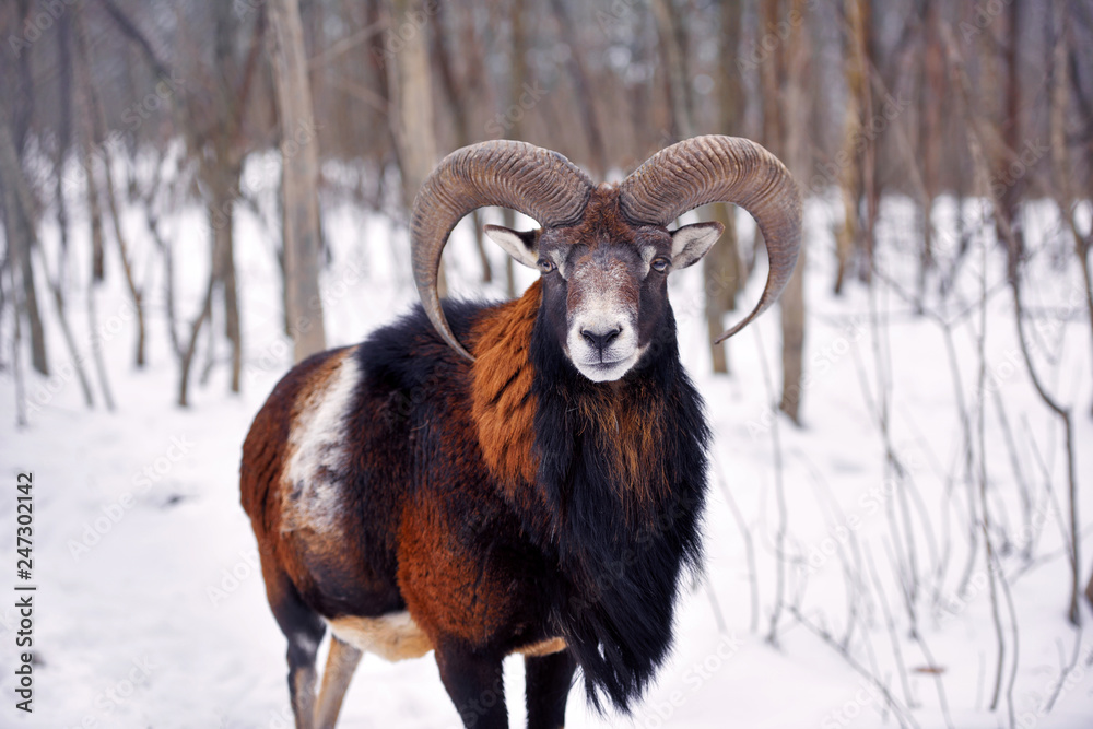 Mouflon Male (Ovis musimon) in the winter forest, horned animal in nature habitat Mouflon Male (Ovis musimon) in the winter forest, horned animal in nature habitat