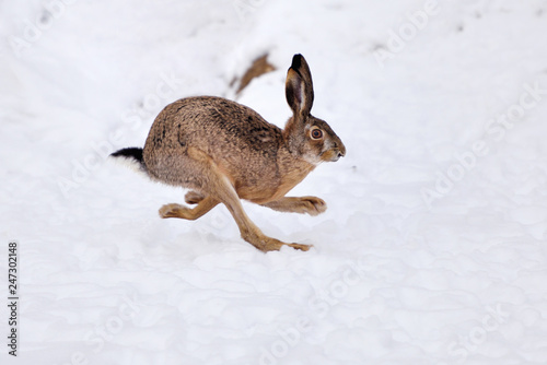 The European hare (Lepus europaeus) running on the snow covered field