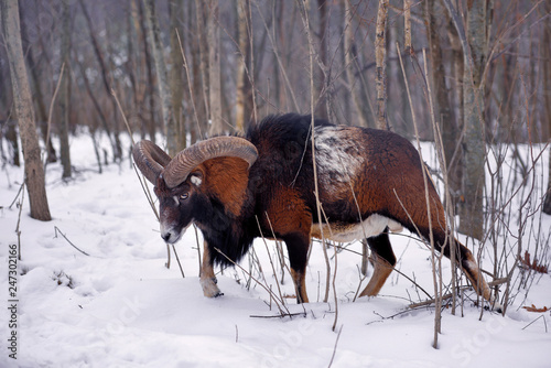 Mouflon Male (Ovis musimon) in the winter forest, horned animal in nature habitat