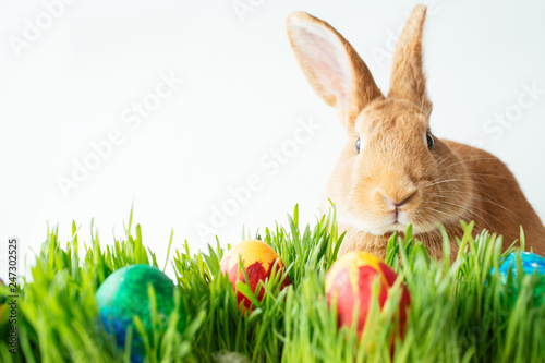 Easter bunny in green grass with painted eggs on white background © sipcrew
