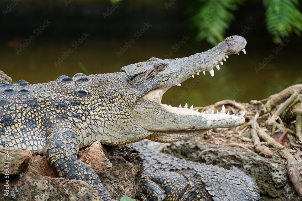 Fototapeta premium crocodile mouth open