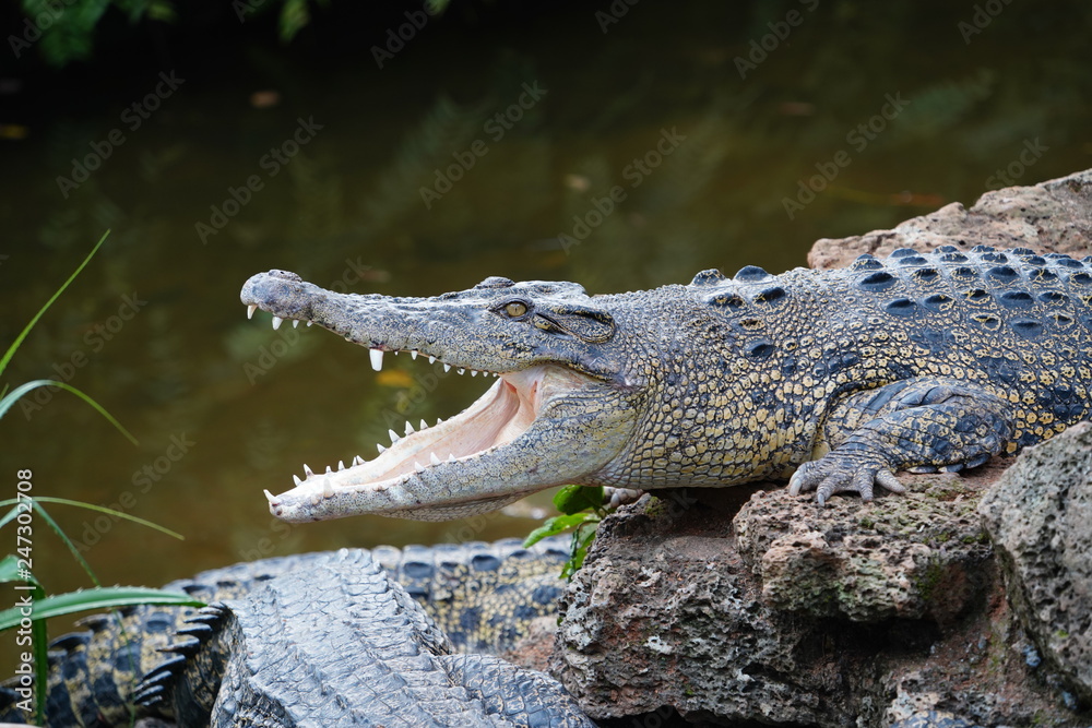 Obraz premium crocodile mouth open