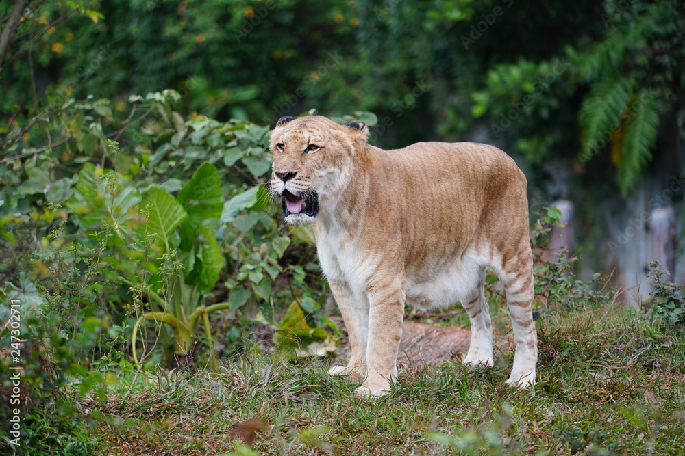 The liger is a hybrid offspring of a male lion and a female tiger. Ligers have a tiger-like striped pattern,They enjoy swimming, and are very sociable like lions. The liger is a hybrid offspring of a male lion and a female tiger. Ligers have a tiger-like striped pattern,They enjoy swimming, and are very sociable like lions.