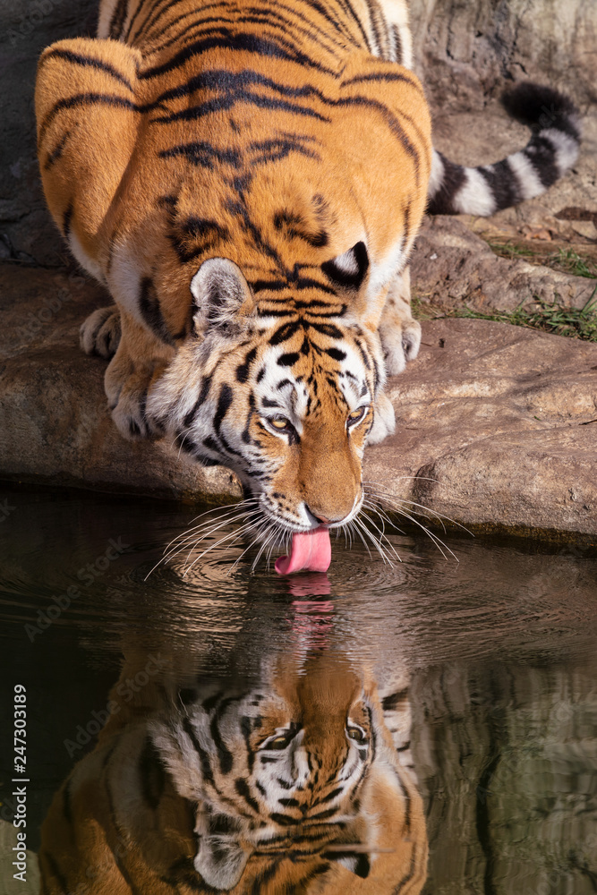 Siberian tiger. Close up image of Siberian tiger (Panthera tigris altaica), also known as the Amur tiger drinking water and with the reflection of tiger in the water.