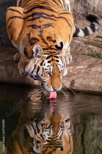 Siberian tiger. Close up image of Siberian tiger (Panthera tigris altaica), also known as the Amur tiger drinking water and with the reflection of tiger in the water.	 photo