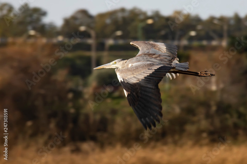 Great blue heron flying against a autumnal blurred background