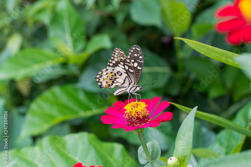  Butterflies in summer