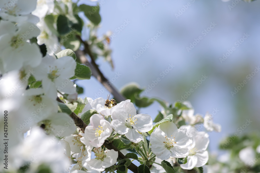 Bee collects pollen on the flowers of the apple tree in the spring against the blue sky Bee collects pollen on the flowers of the apple tree in the spring against the blue sky