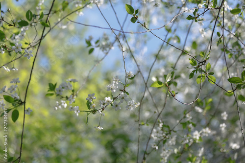 spring blooms white cherry on a branch with green leaves