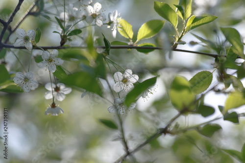 close up: white cherry blossoms on a branch with green leaves in spring