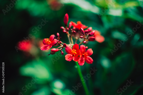 Close up red flower in the garden with dark background, blur background