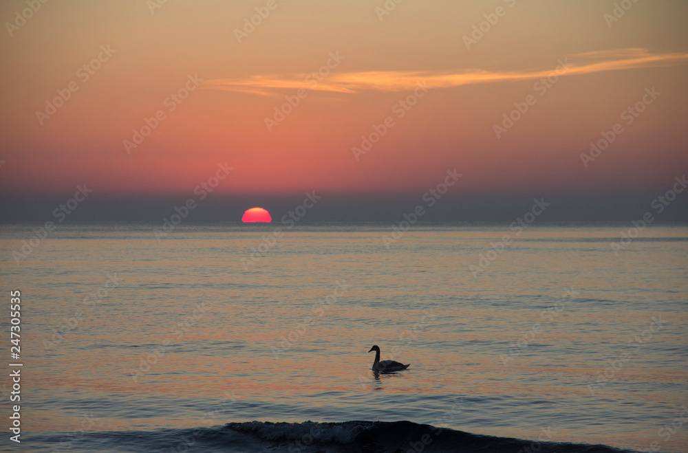 Swans on the sea in the early morning at sunrise. Wintering birds in Bulgaria on the Black Sea coast. The romance of the morning with graceful swans in the rays of a delightful sunrise.