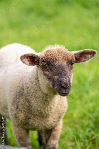 Lamb on grass field © rninov