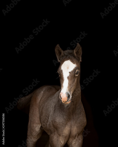 Foal Horse © Hilary