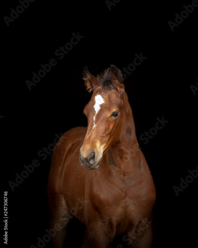 Fototapeta Naklejka Na Ścianę i Meble -  Foal Horse