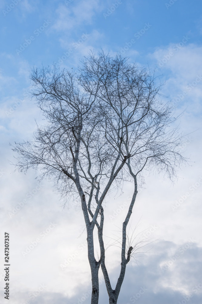 Dry tree with cloudy sky, Blue sky Background, ancient bare Old tree on bright blue sky, Branches after winter leaves. Dry tree with cloudy sky, Blue sky Background, ancient bare Old tree on bright blue sky, Branches after winter leaves.