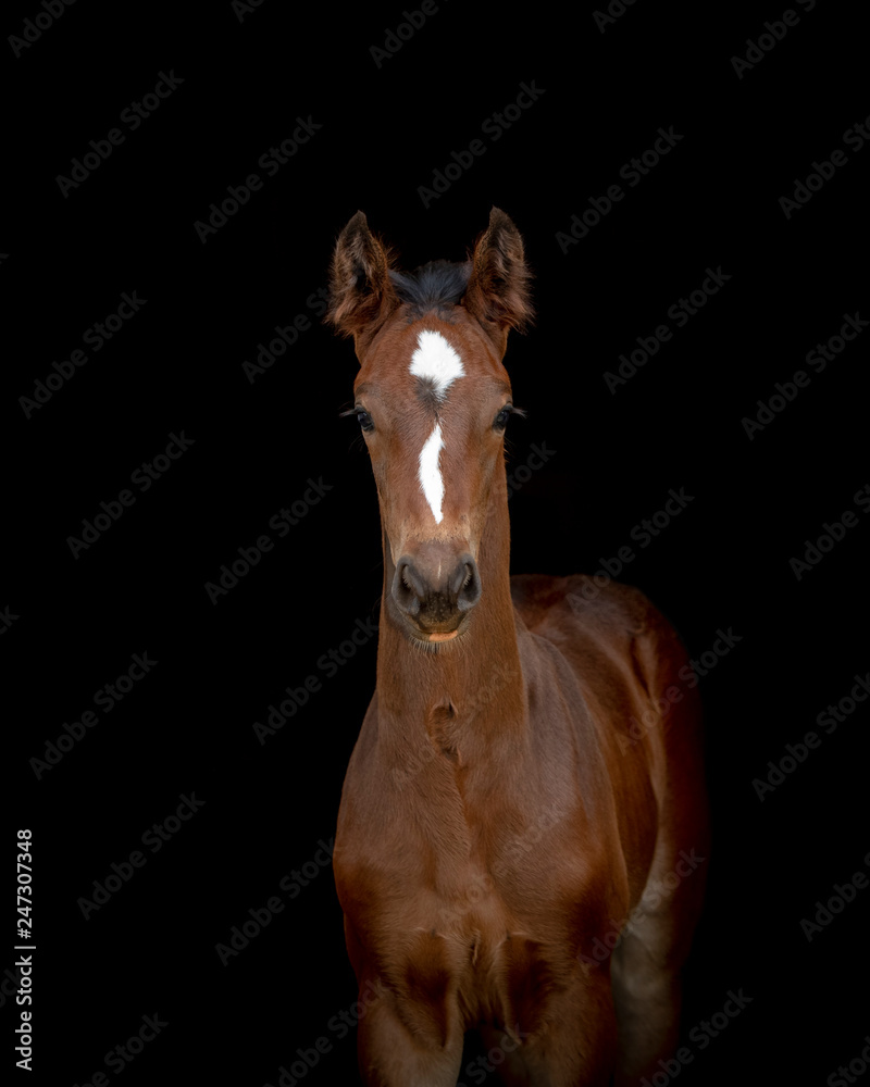 Obraz premium Foal Horse