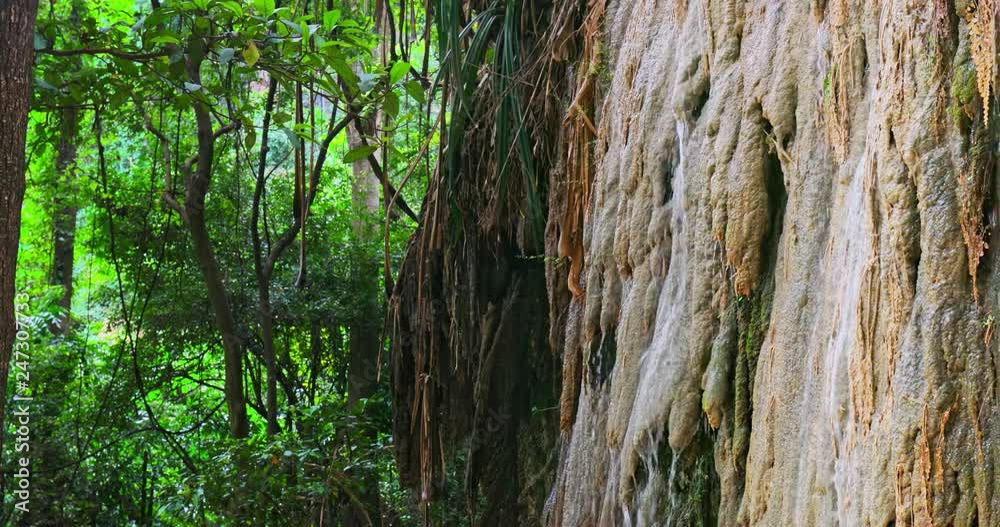 Wet humid climate of jungle forest Wet humid climate of jungle forest