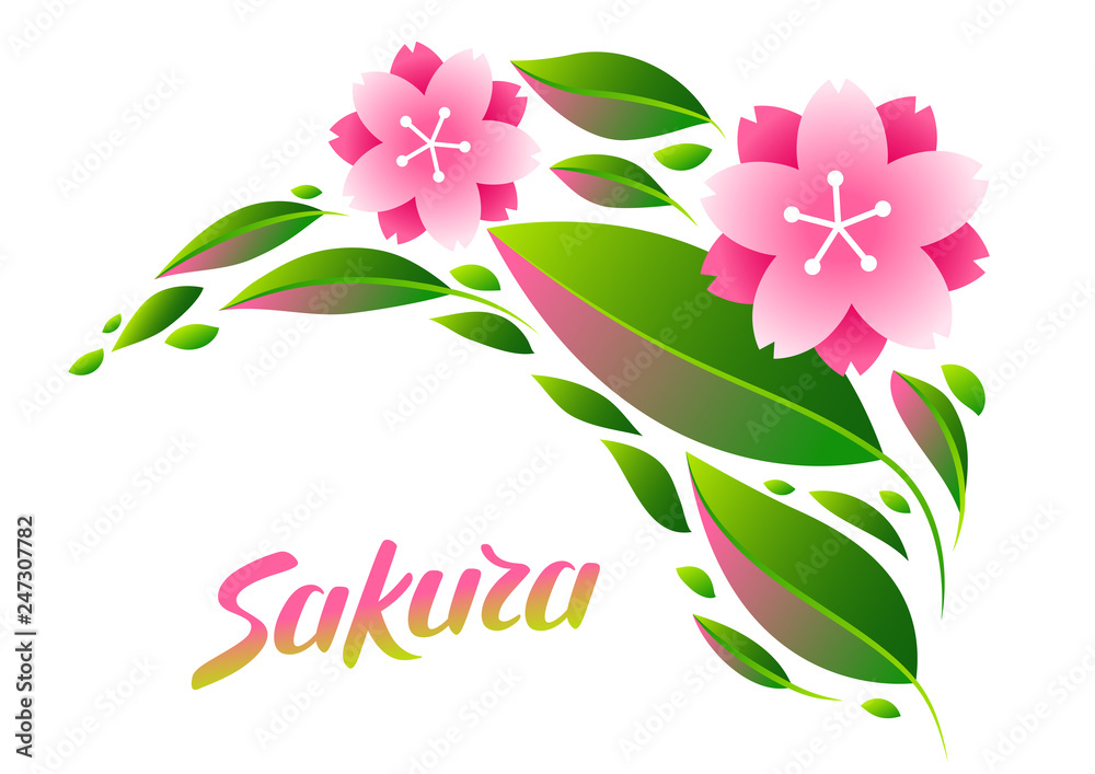 Background with sakura or cherry blossom. Background with sakura or cherry blossom.
