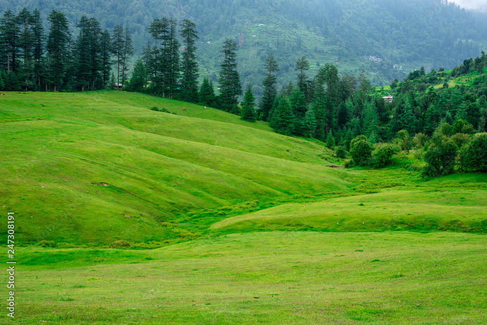Green Meadow Surrounded by Deodar Tree in Himalayas, Sainj Valley, Shahgarh, Himachal Pradesh, India
