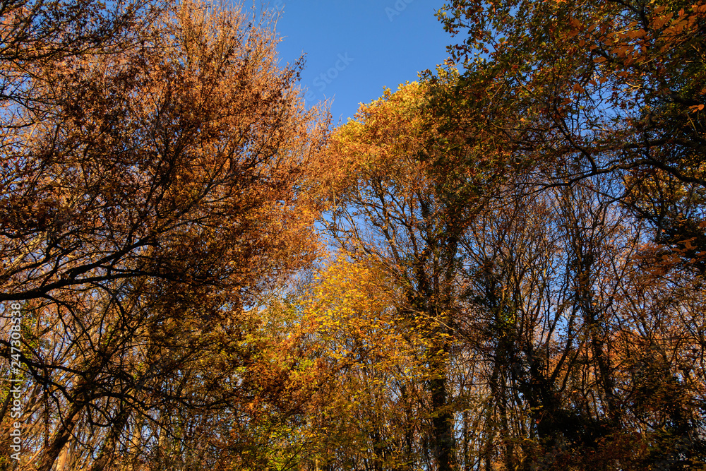 Cime des arbres en automne