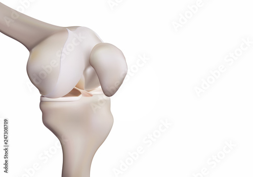 3D rendering, illustrations of human and medical knee science