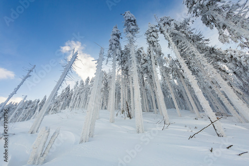 Fototapeta Naklejka Na Ścianę i Meble -  Winter skitour trekking Beskidy mountains