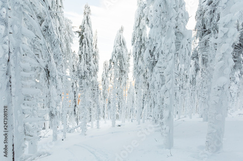 Fototapeta Naklejka Na Ścianę i Meble -  Winter skitour trekking Beskidy mountains