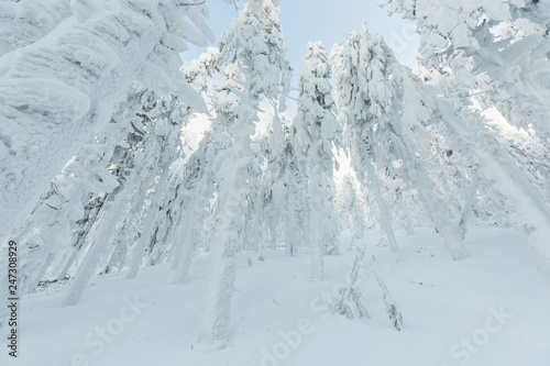 Fototapeta Naklejka Na Ścianę i Meble -  Winter skitour trekking Beskidy mountains