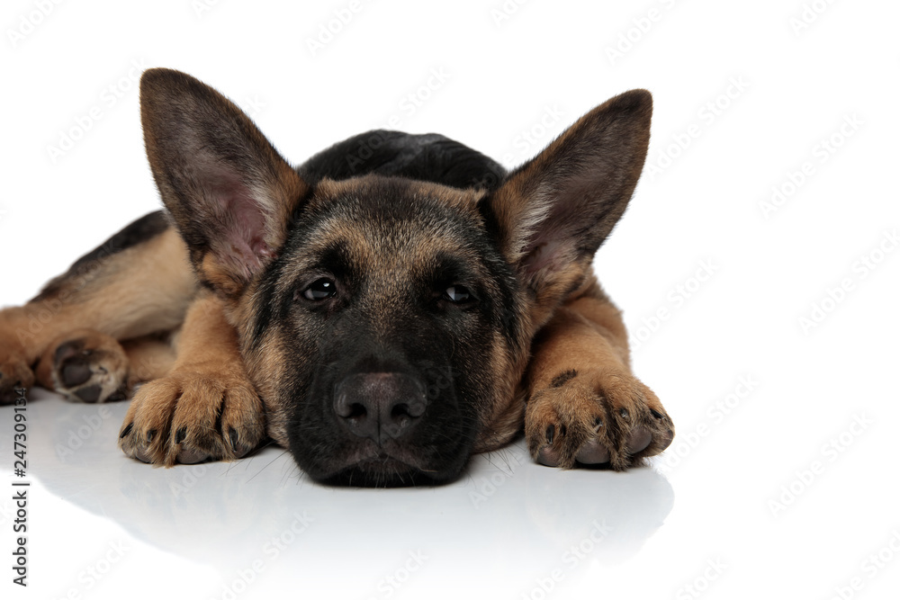 tired german shepard resting with head down looks to side