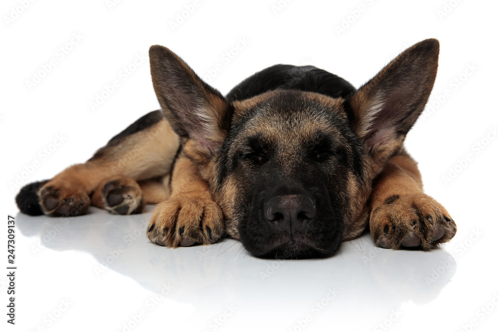 cute black and brown shepard dog sleeping and lying